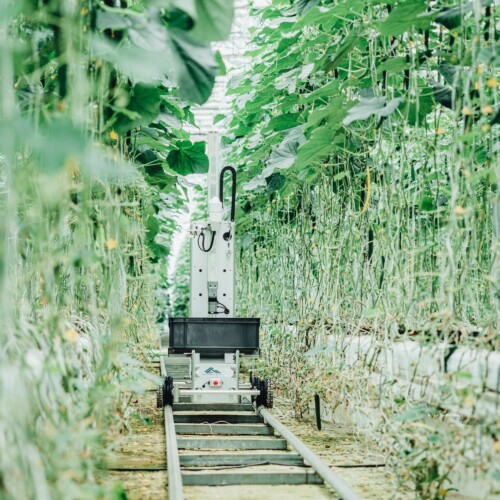 JA全農ぐんまとスマート農業を推進。AIを活用したキュウリ収穫ロボットを導入