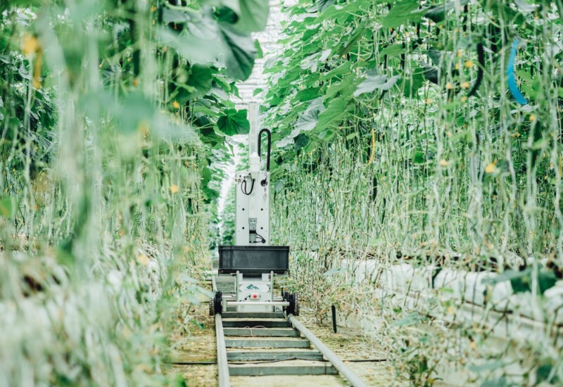 JA全農ぐんまとスマート農業を推進。AIを活用したキュウリ収穫ロボットを導入