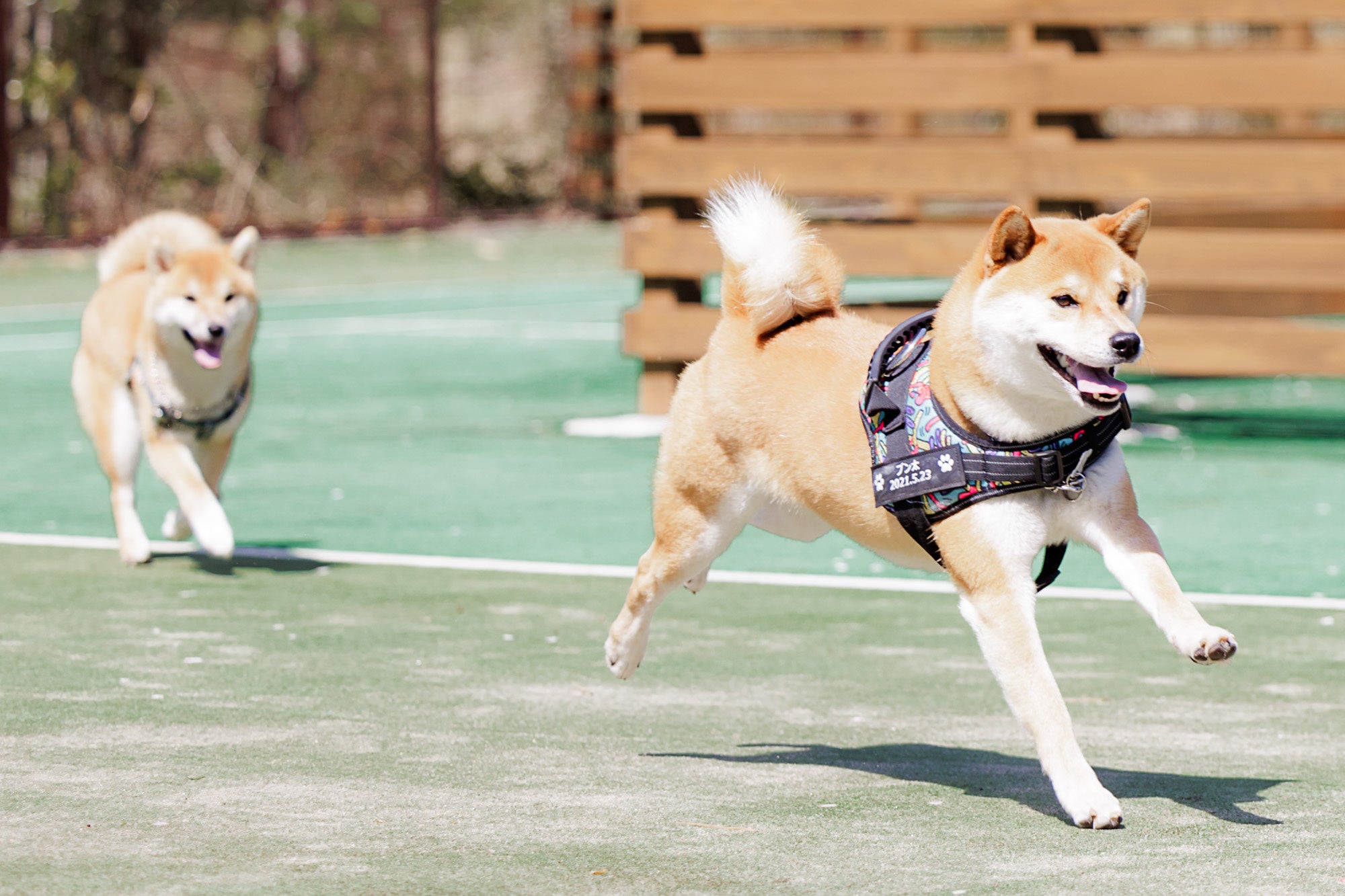 愛犬の記念日のお祝いにぴったり「わんダフル アニバーサリー 夕朝食付」プランが登場