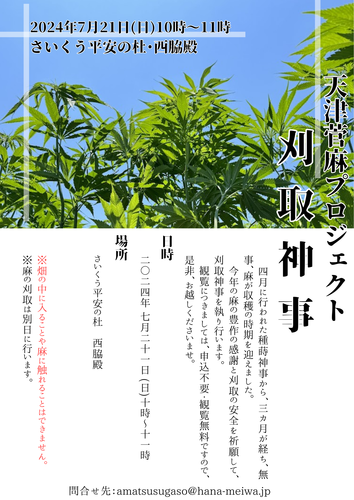 三重県明和町で麻栽培が軌道に乗り、豊作に。