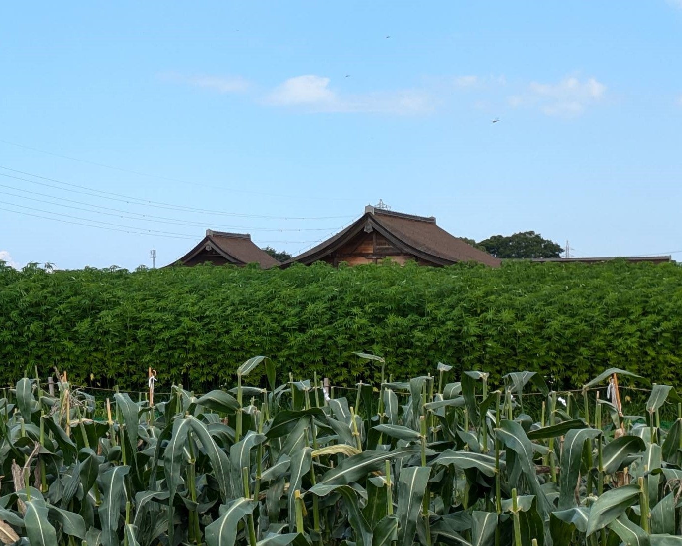 三重県明和町で麻栽培が軌道に乗り、豊作に。