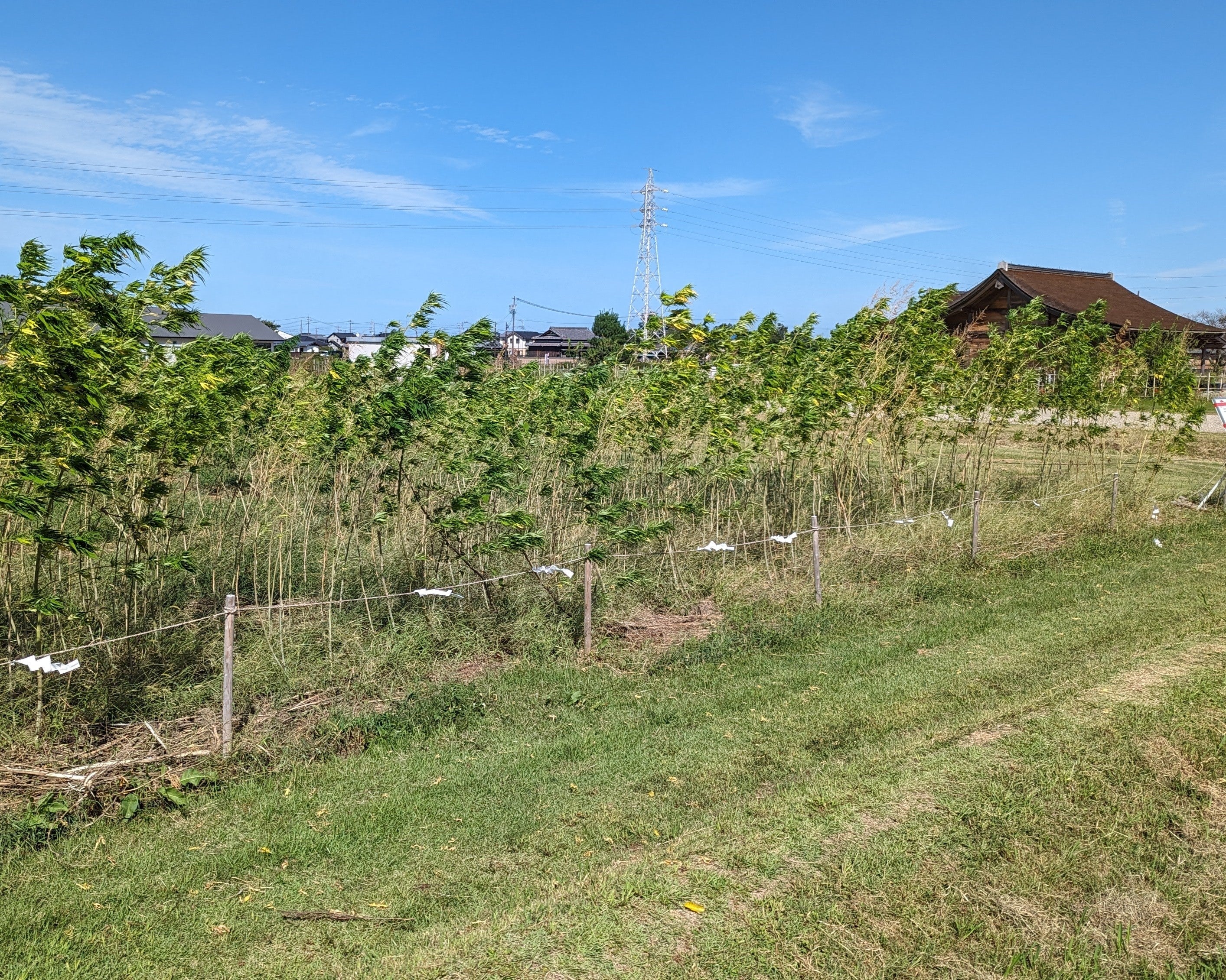 三重県明和町で麻栽培が軌道に乗り、豊作に。