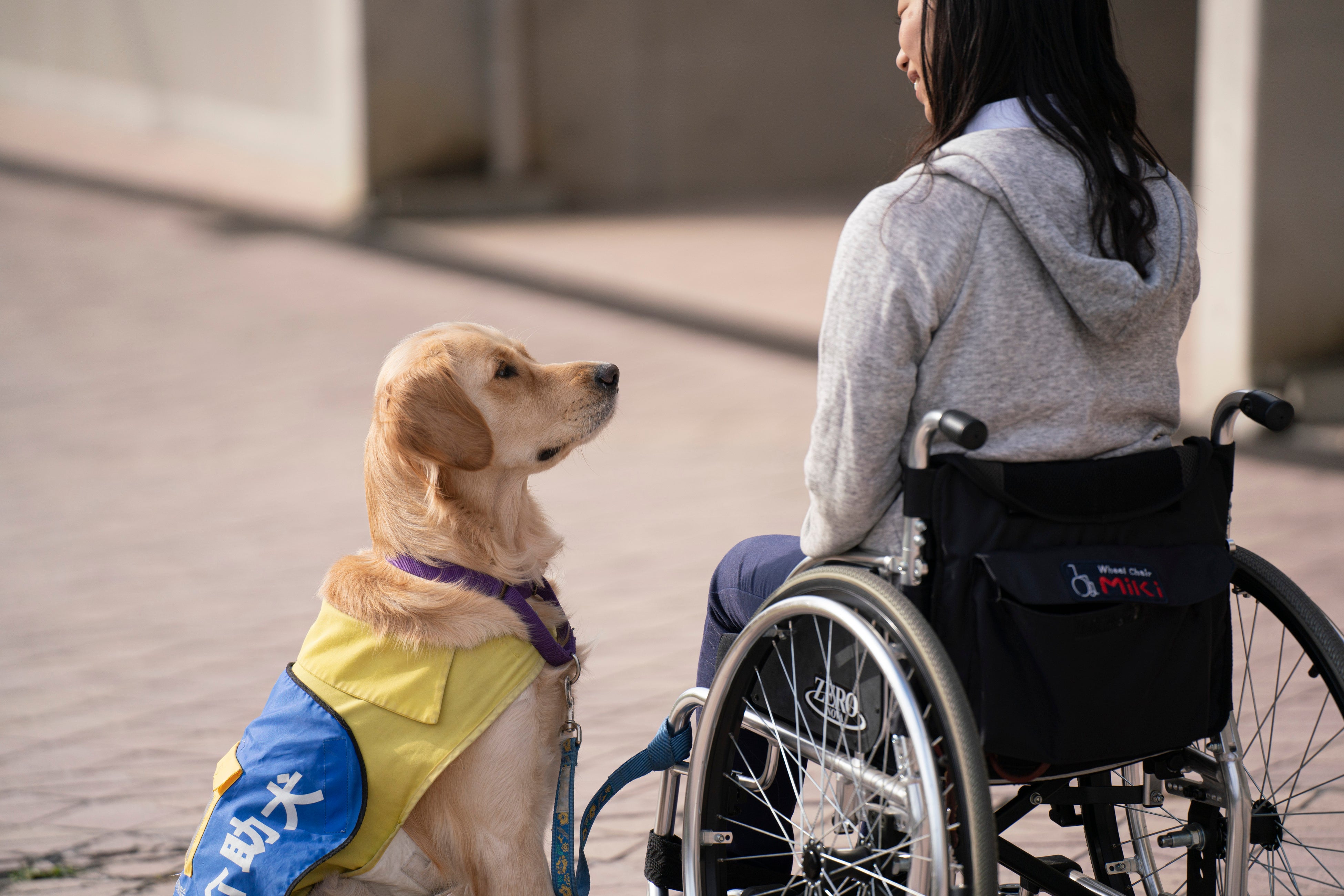 読売巨人軍ヴィーナス・ジャビットが日本介助犬協会と小学生向け介助犬イベントを開催！