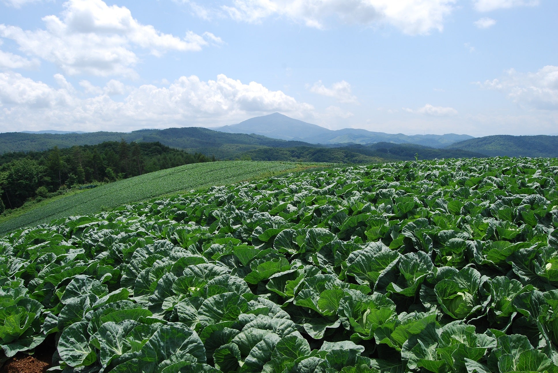 地産地消に貢献！岩手県のブランドキャベツ「いわて春みどり」を使用した「ざく切りキャベツ」を東北エリア限...