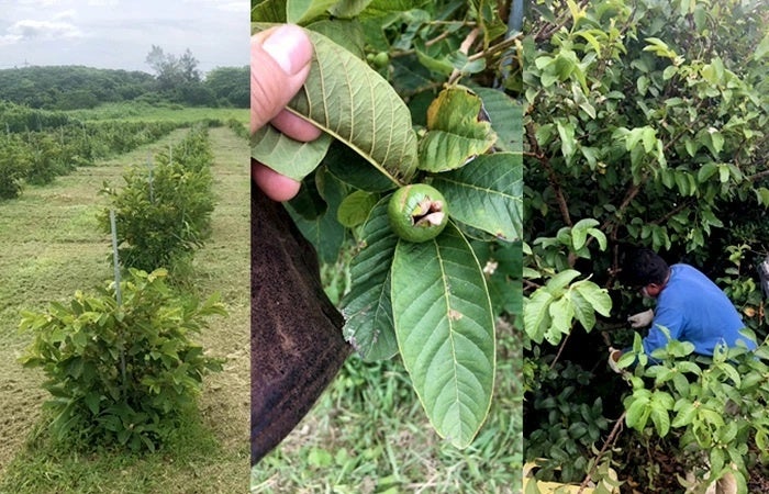 沖縄県産１００％、無農薬で安心安全にこだわったグァバ葉茶を販売開始しました。生産者の方々が厳選した原料...