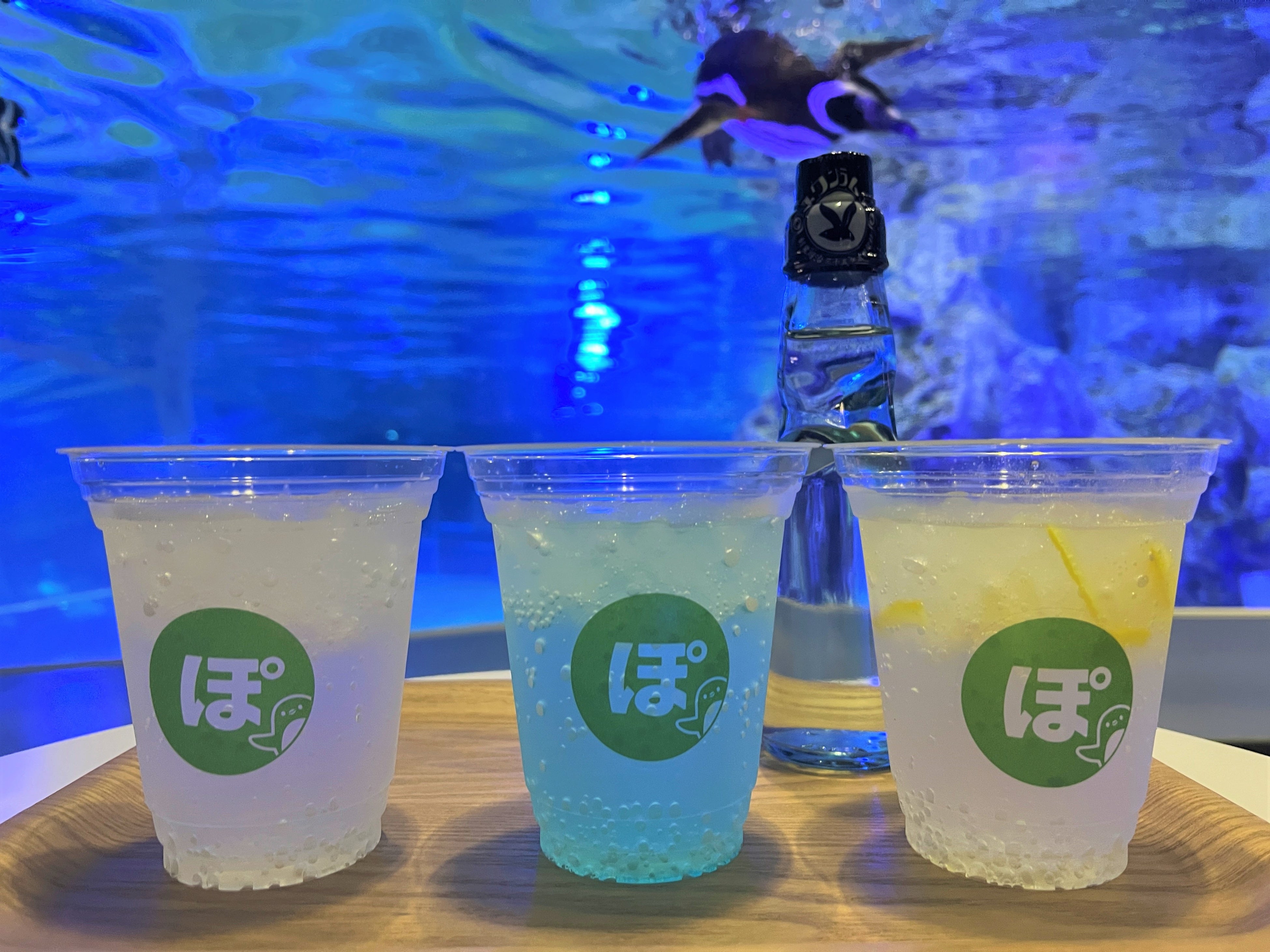 すみだ水族館のマゼランペンギン「ぽんず」とミツカン「ぽん酢」7月19日（金）よりコラボレーション企画を開催！