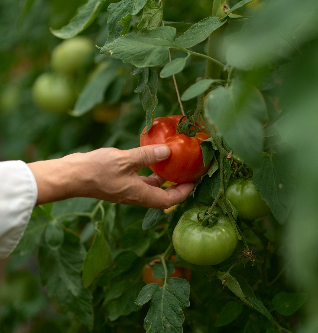 【アマン京都】地元の農家で育った上賀茂野菜の美味しさを詰め合わせた「上賀茂野菜のサブレ」新発売