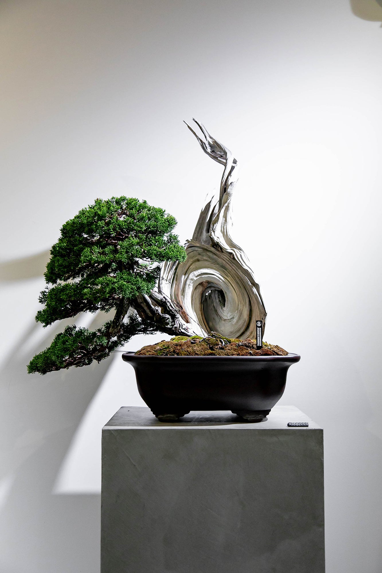 世界から熱い注目を集める盆栽プロデューサー・小島鉄平氏率いる「TRADMAN’S BONSAI」のPOPUPを、自動車愛好...