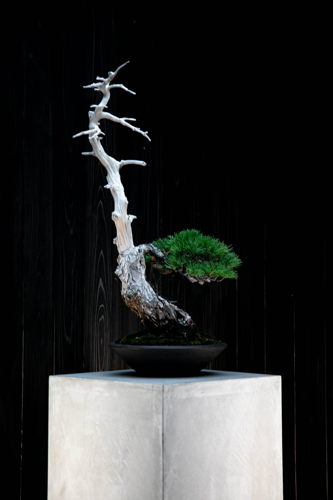 世界から熱い注目を集める盆栽プロデューサー・小島鉄平氏率いる「TRADMAN’S BONSAI」のPOPUPを、自動車愛好...