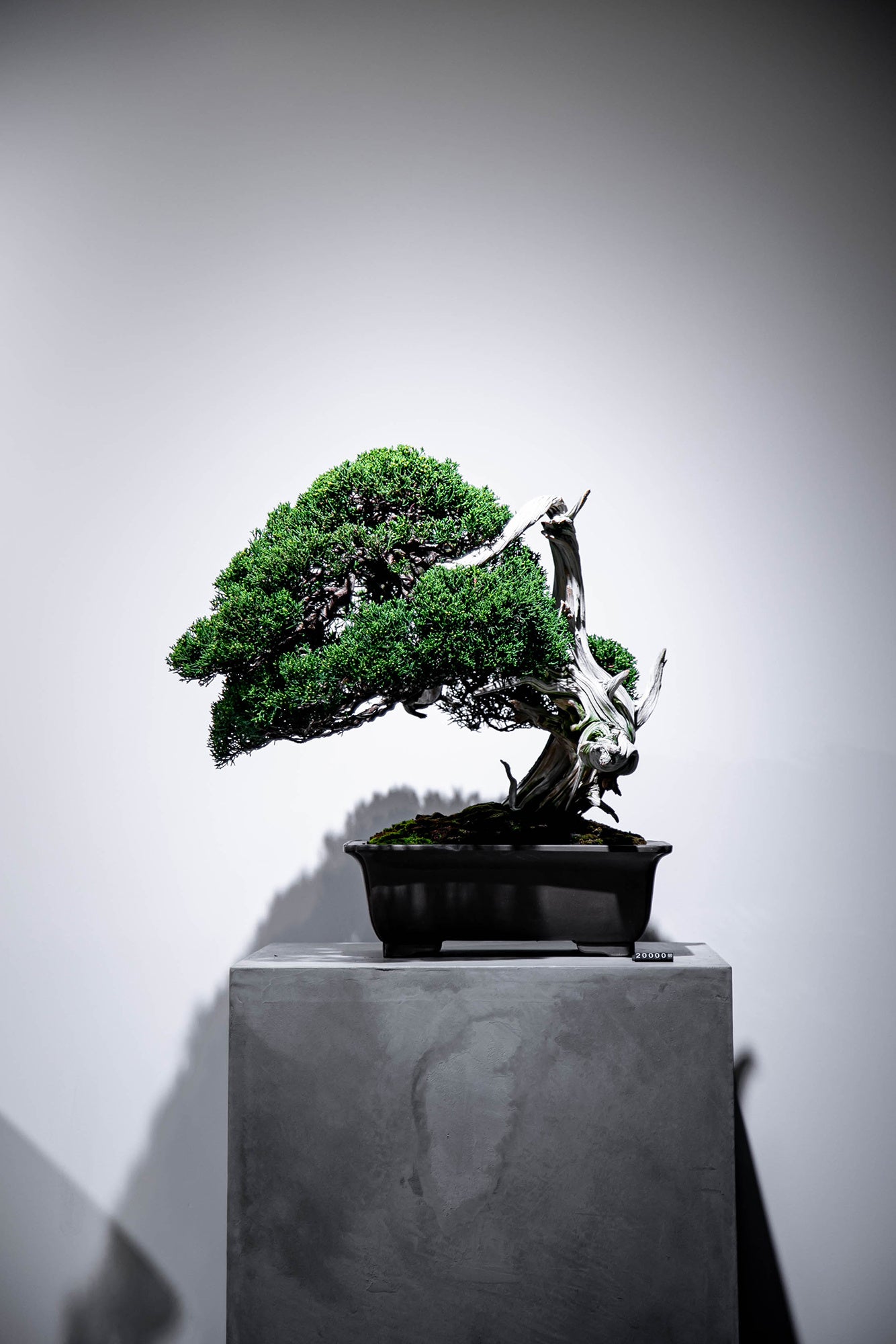 世界から熱い注目を集める盆栽プロデューサー・小島鉄平氏率いる「TRADMAN’S BONSAI」のPOPUPを、自動車愛好...