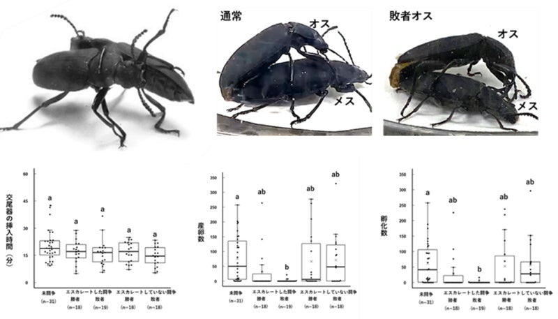 【岡山大学】雄間闘争で脚を噛まれて負けた甲虫のオスは、交尾のときに踏ん張れない～ライバルに脚を噛まれた...