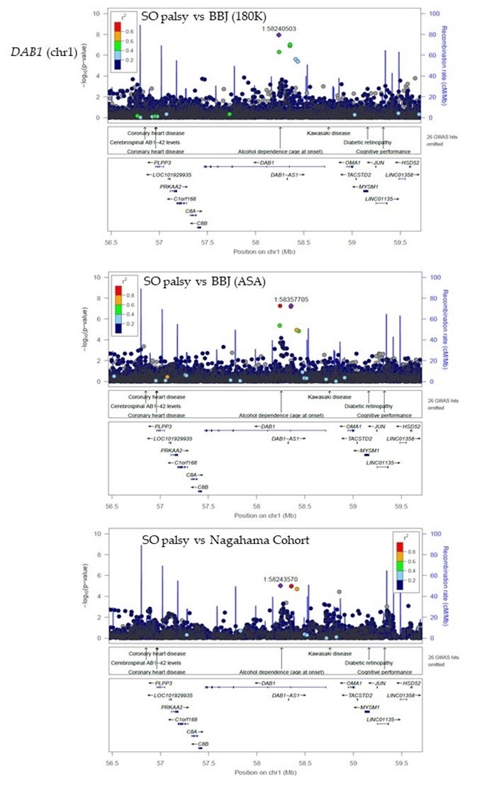 図. 特発性上斜筋麻痺（SO palsy）の患者群と3つの対照集団（BBJ (180K), BBJ (ASA), Nagahama Cohort）を比較した全ゲノム関連解析で、共通に検出されたDAB1遺伝子