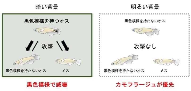 素早い体色変化を「威嚇の表情」として使うメダカ〜カモフラージュ機能をコミュニケーションへ転用か？〜〔東...