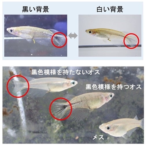 素早い体色変化を「威嚇の表情」として使うメダカ〜カモフラージュ機能をコミュニケーションへ転用か？〜〔東...