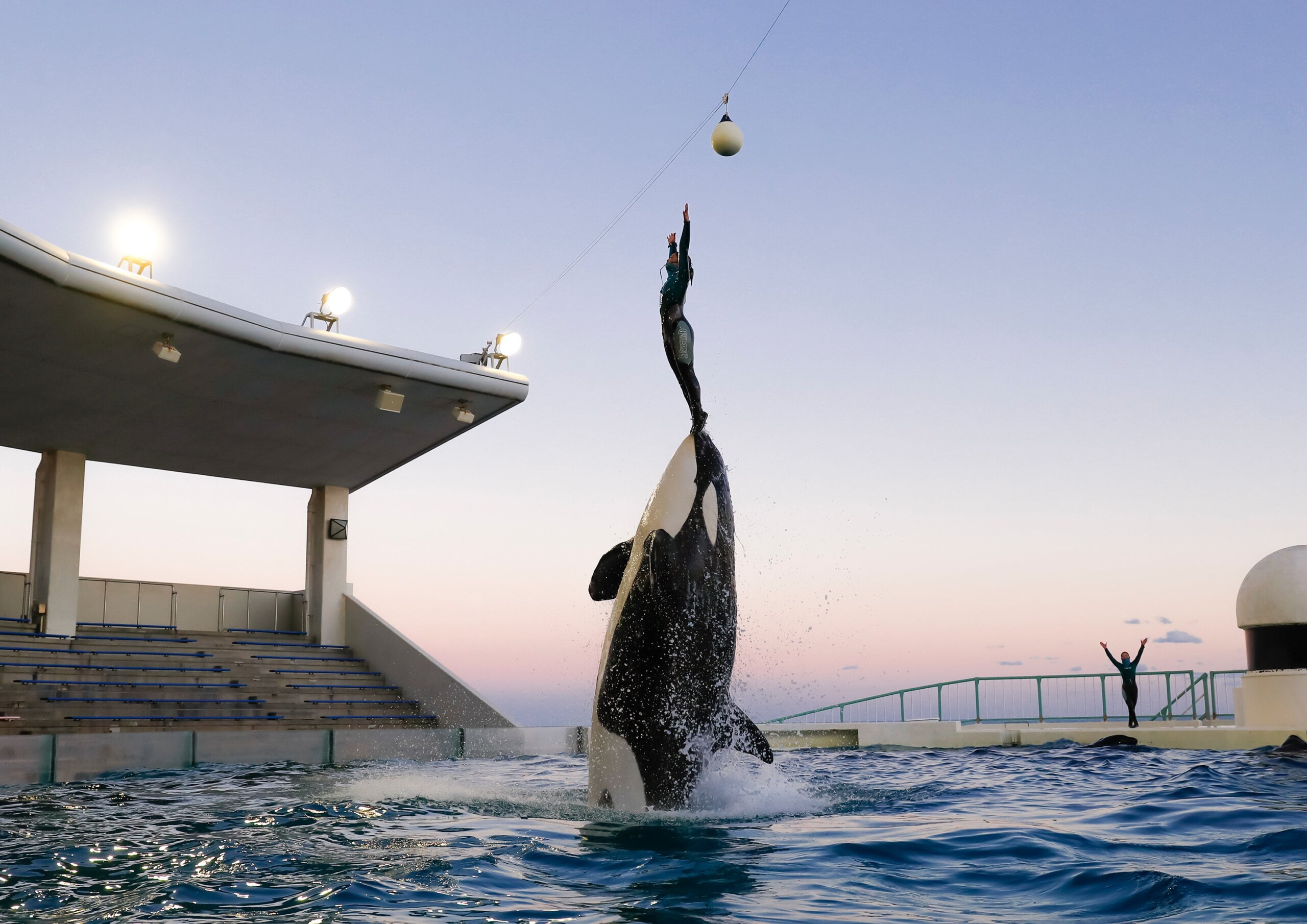 【鴨川シーワールド】水族館女子集合！同じ趣味で楽しむシャチのナイトパフォーマンスやセミコースディナーが...