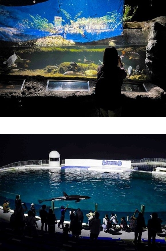 【鴨川シーワールド】水族館女子集合！同じ趣味で楽しむシャチのナイトパフォーマンスやセミコースディナーが...