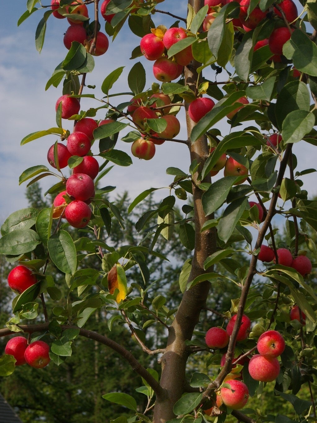 長野県飯綱町から、希少種りんごの魅力を発信！