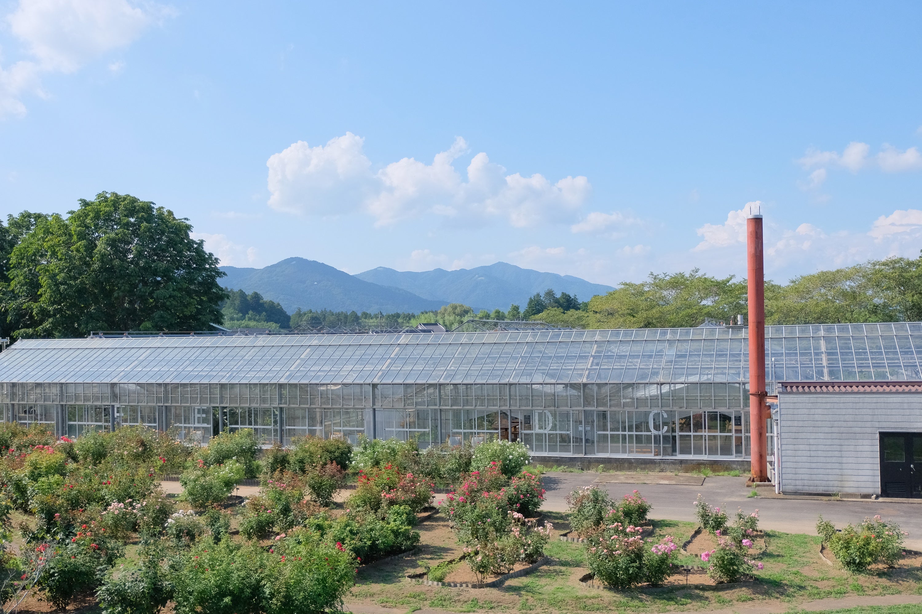 【いばらきフラワーパーク】夏休み期間中、500円で入園し放題の「夏休みキッズフリーパス」！ご家族で体感で...