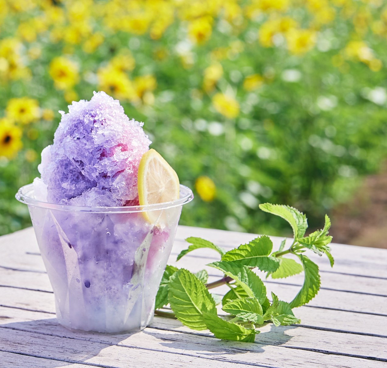 【いばらきフラワーパーク】夏休み期間中、500円で入園し放題の「夏休みキッズフリーパス」！ご家族で体感で...