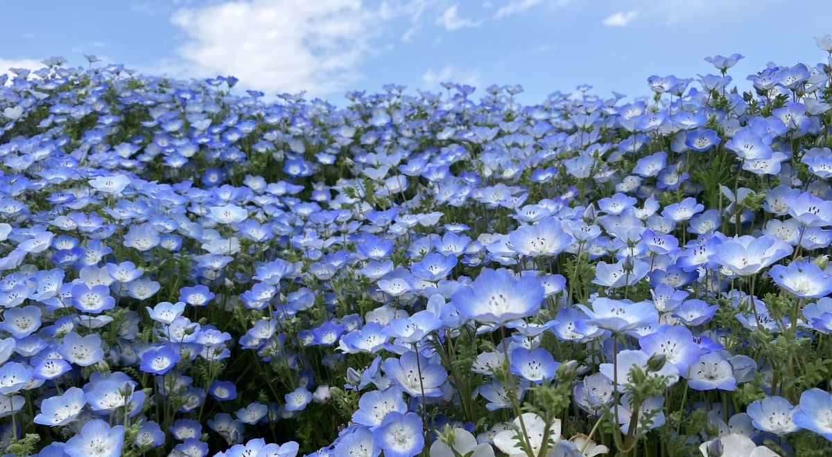 【新着】ふるさと納税、茨城県全域で使える旅行返礼品が登場！【ふるなびトラベル】