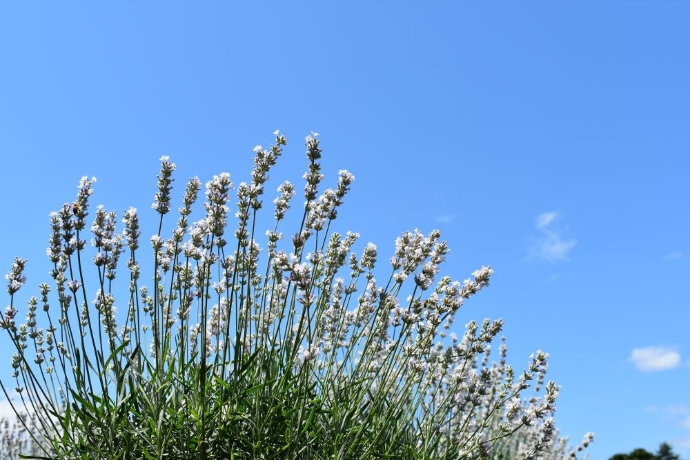 美郷雪華の花から開発した美容成分ホワイトラベンダーTN-Wのさらなる拡販へ向け、美郷雪華の栽培拡大へ。秋田...