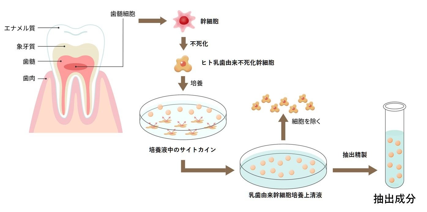 幹細胞移植と同じ効果を持つ成分を不死化した幹細胞由来成分から発見