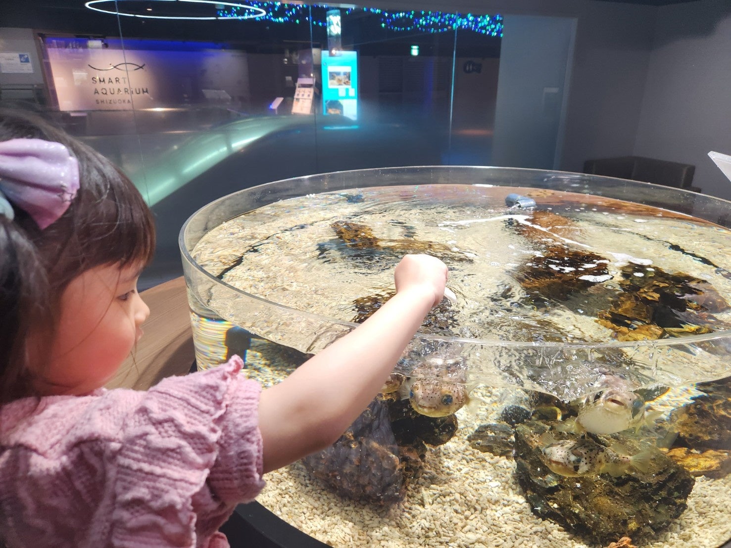 開業以来初！和を感じるエリアがリニューアル！この夏は、親子で水族館へでかけよう！【スマートアクアリウム...