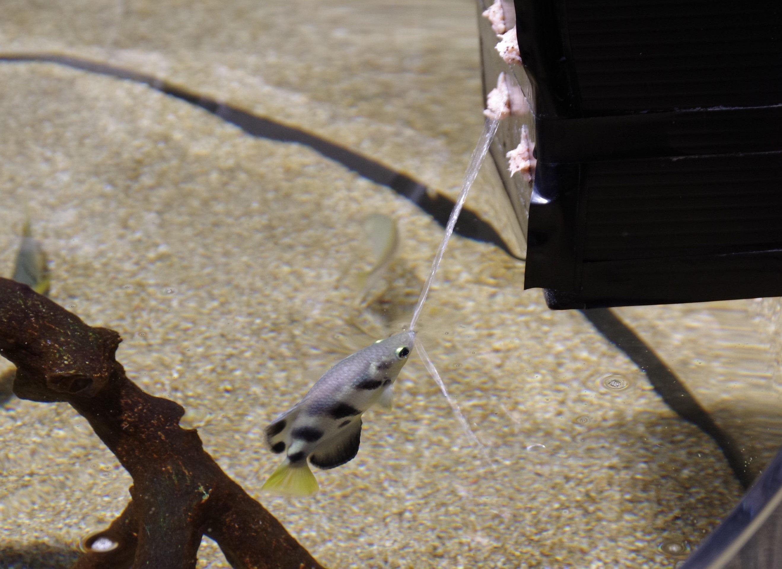 開業以来初！和を感じるエリアがリニューアル！この夏は、親子で水族館へでかけよう！【スマートアクアリウム...