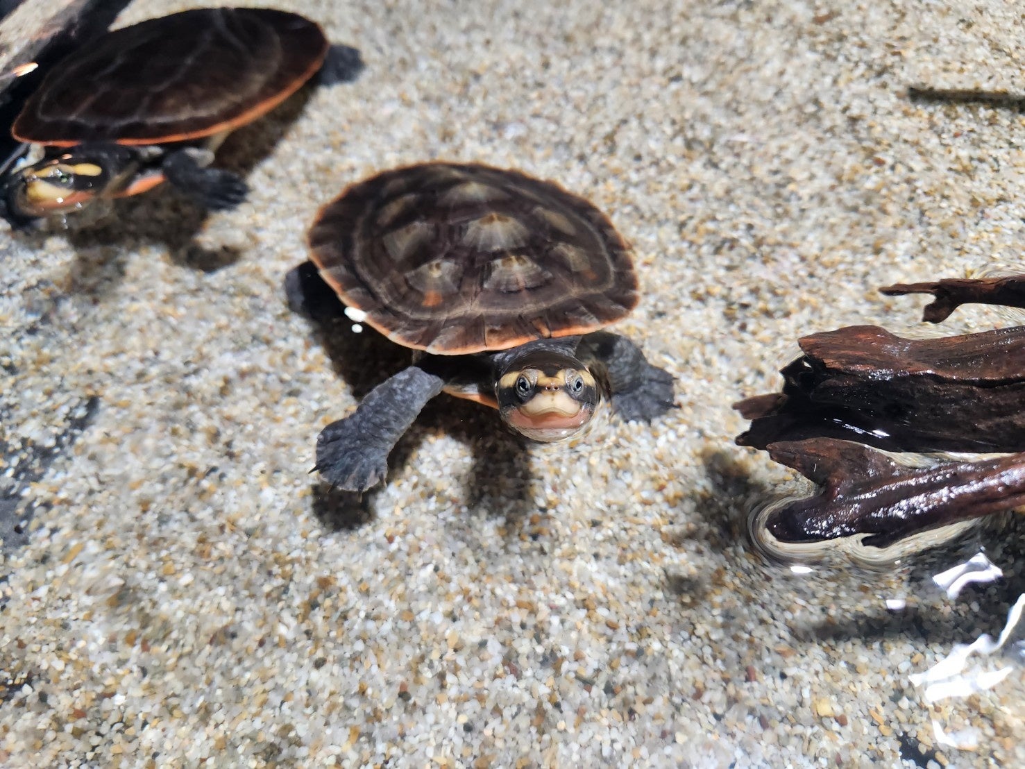 開業以来初！和を感じるエリアがリニューアル！この夏は、親子で水族館へでかけよう！【スマートアクアリウム...