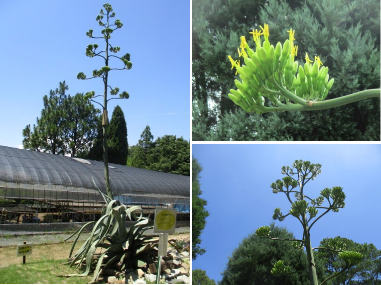 全国で注目されている植物が加古川市でも開花　日岡山公園の「数十年に一度咲く花」リュウゼツランが26年の時...