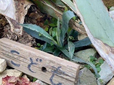 全国で注目されている植物が加古川市でも開花　日岡山公園の「数十年に一度咲く花」リュウゼツランが26年の時...