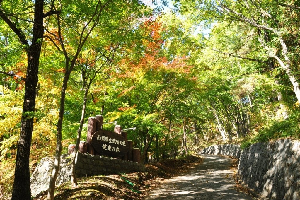 山梨県立「武田の杜保健休養林 健康の森」に山梨県として初となる総合マウンテンバイクエリアが甲府中心部の...