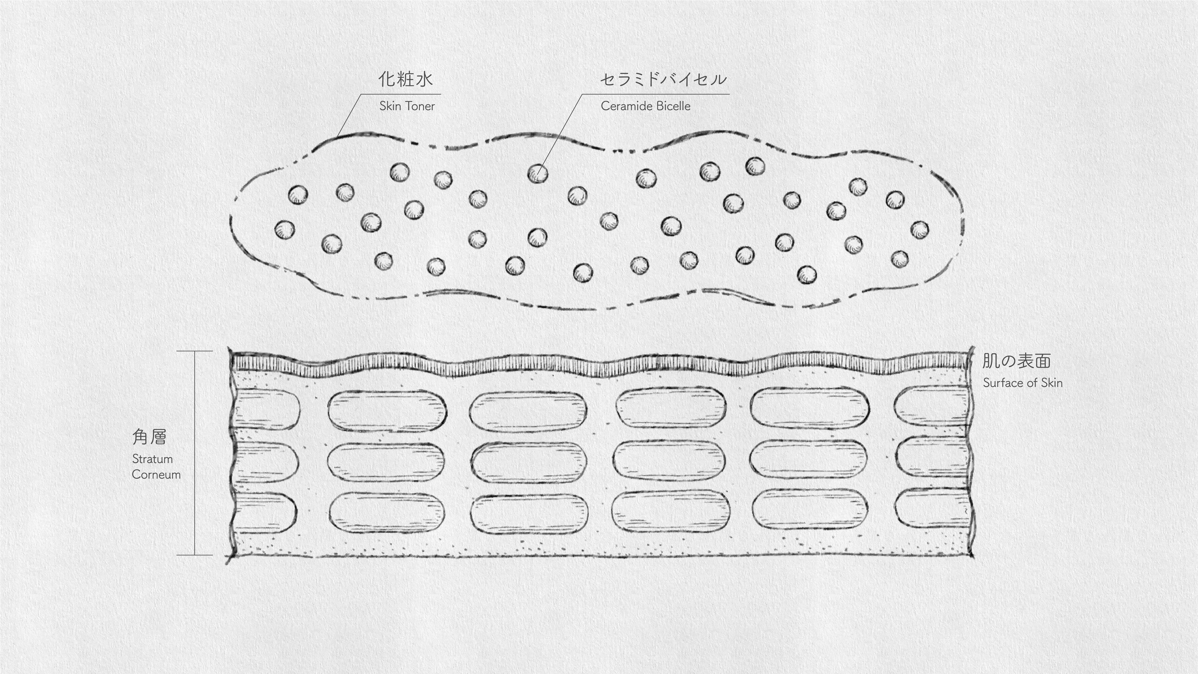 化粧水と肌の表面・角層の図