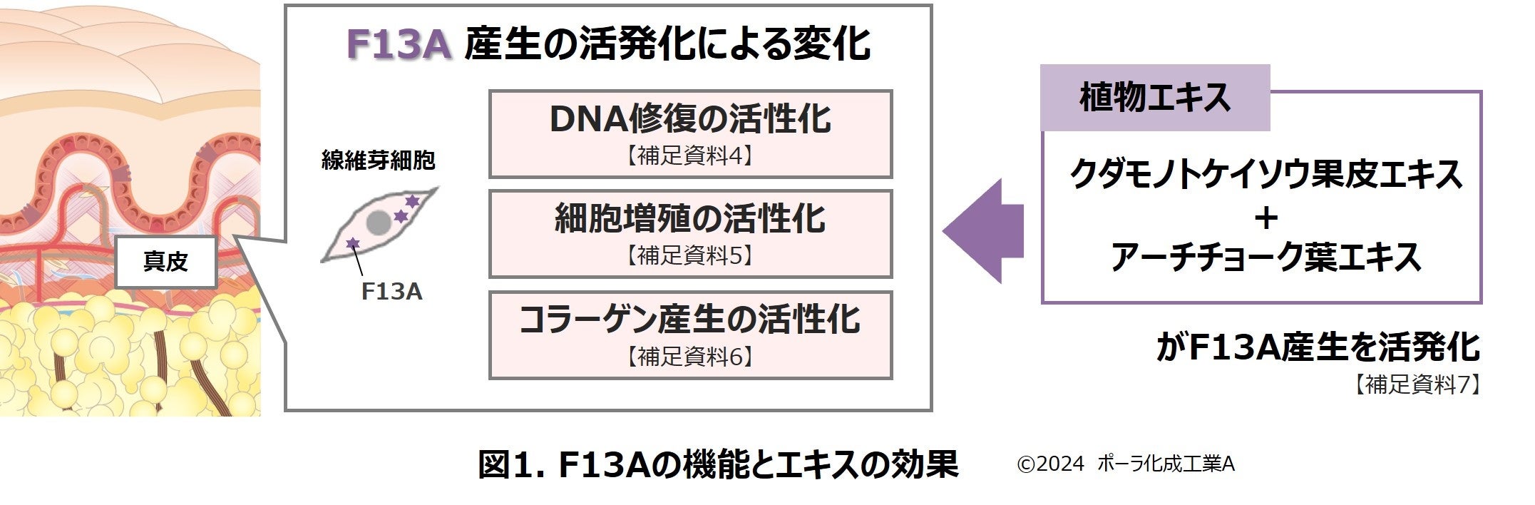 細胞増殖休止期のタンパク質が線維芽細胞を活性化することを発見