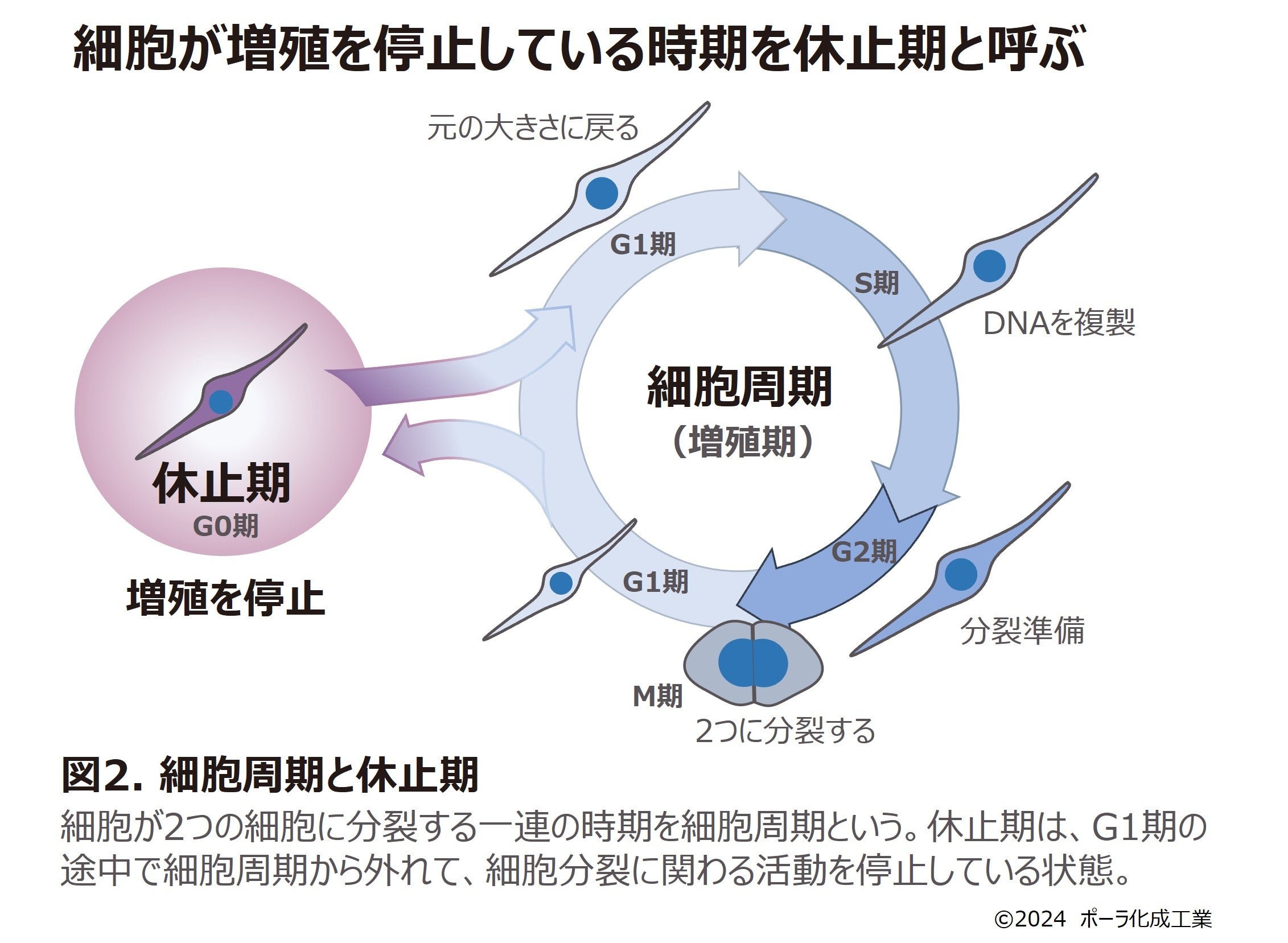 細胞増殖休止期のタンパク質が線維芽細胞を活性化することを発見