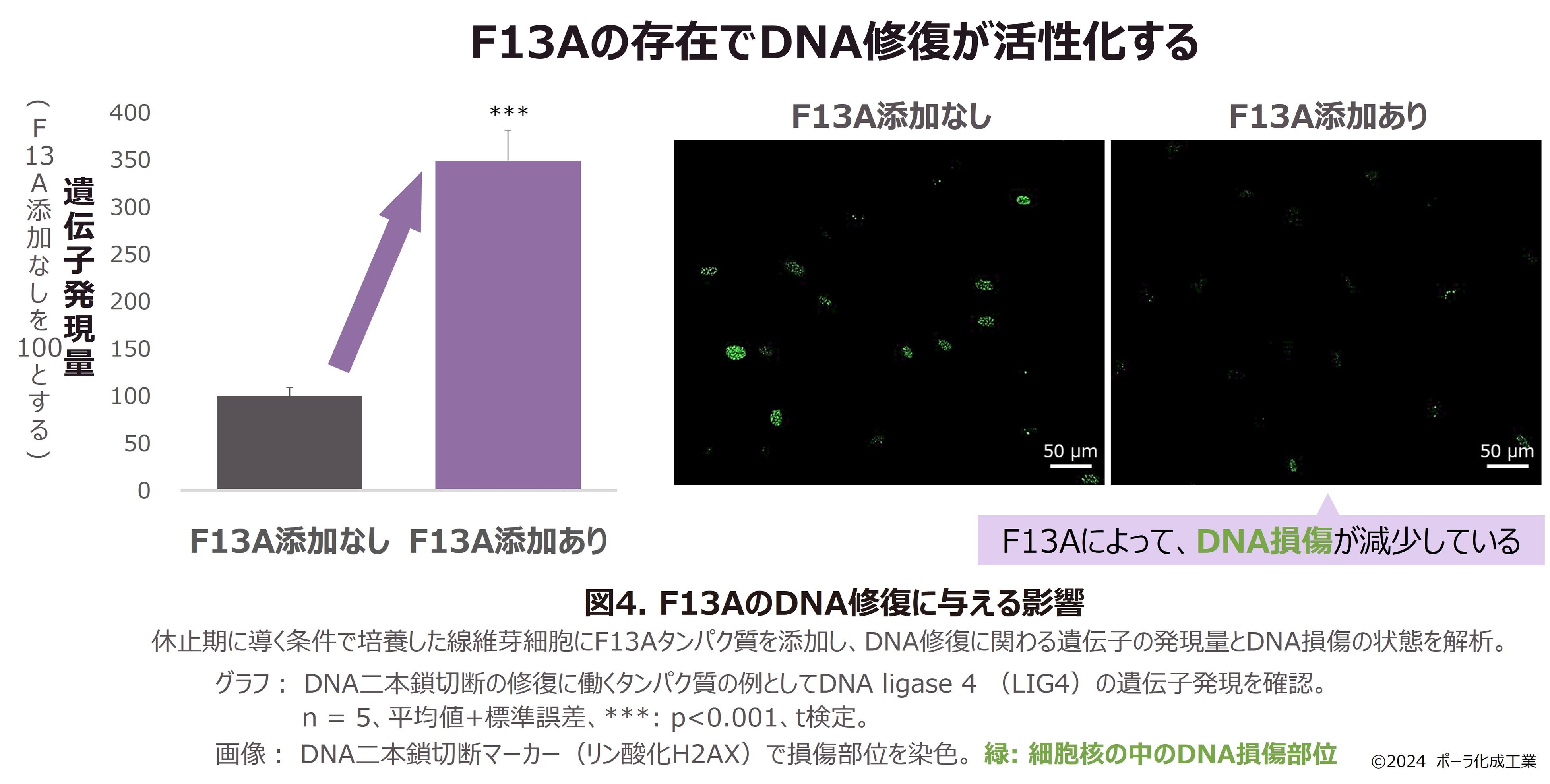 細胞増殖休止期のタンパク質が線維芽細胞を活性化することを発見