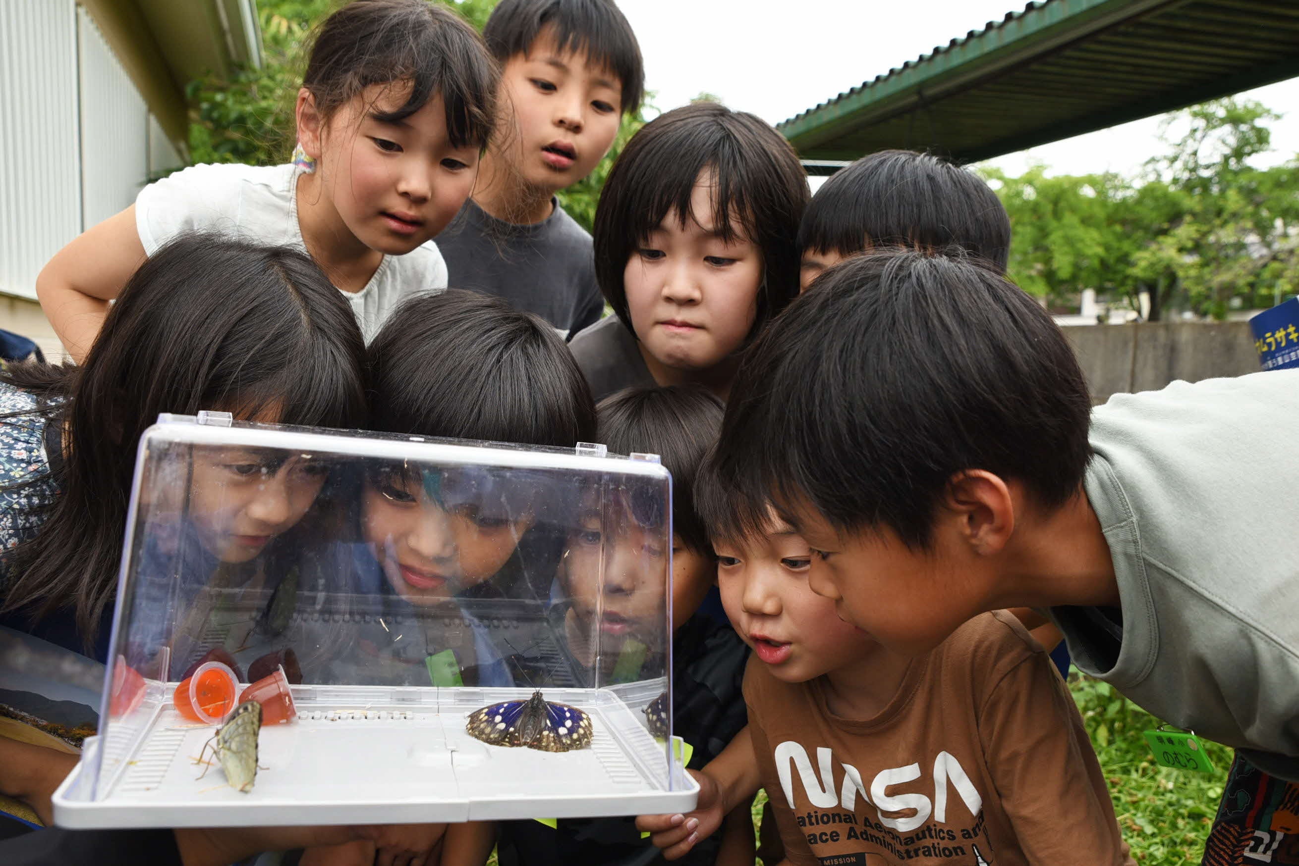 【兵庫県川西市2024】 貴重な国蝶「オオムラサキ」 川西市内の小学校で今年も羽化