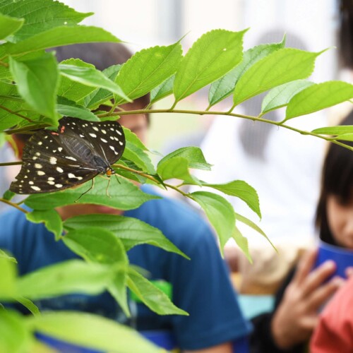 【兵庫県川西市2024】 貴重な国蝶「オオムラサキ」 川西市内の小学校で今年も羽化