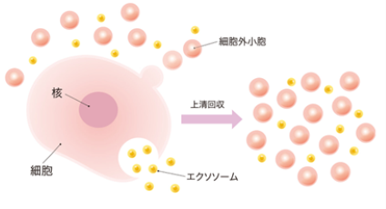 リプロセルとJTBが、再生医療グレードiPSエクソソームの提供を開始