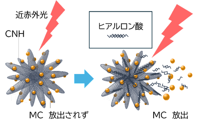 図1. MC/CNHとMC/HA/CNHの近赤外光照射時の比較。