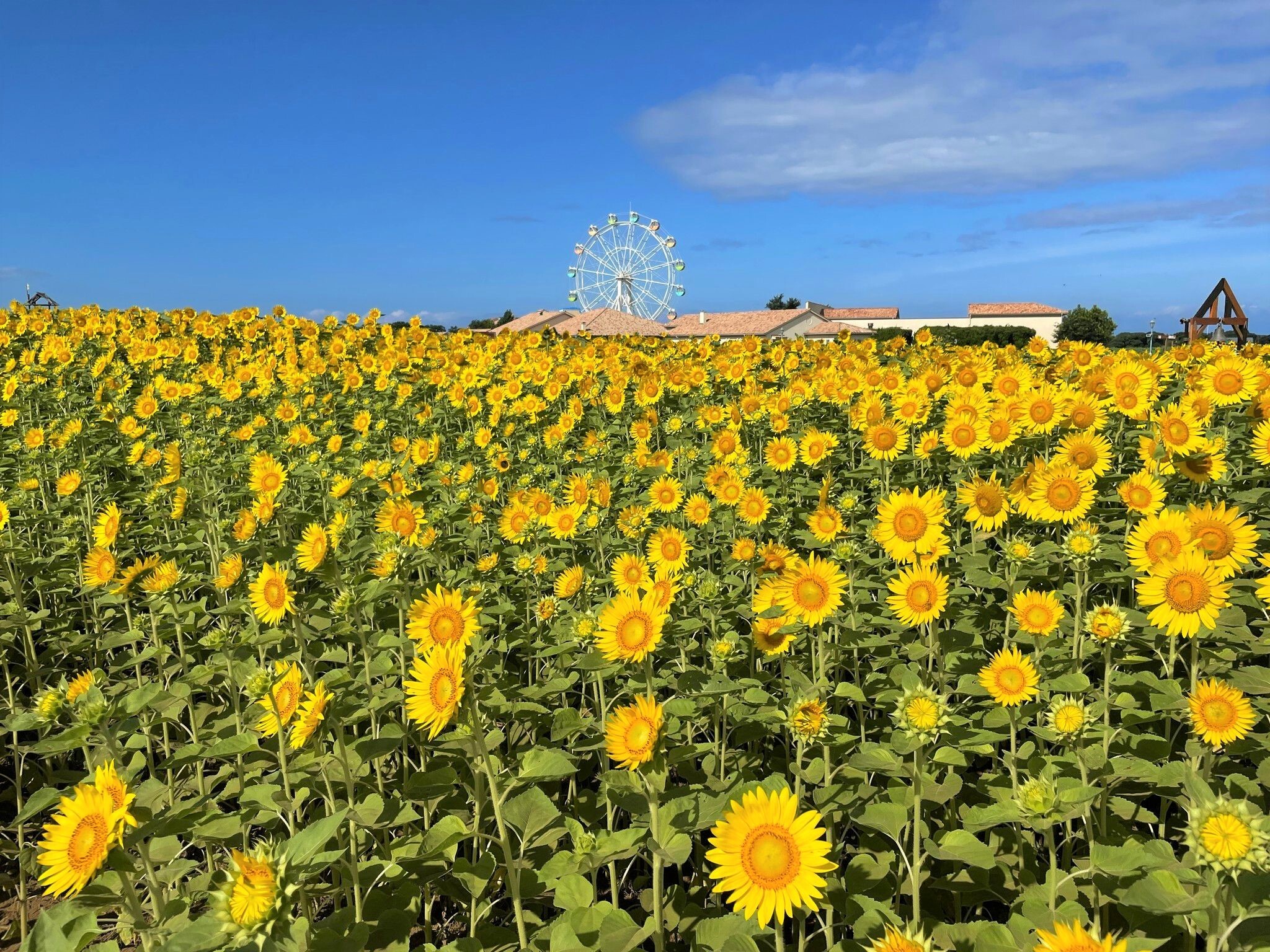 横須賀「長井海の手公園 ソレイユの丘」に広がる
約10万本のヒマワリが、
7月中旬に見頃を迎えます。