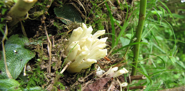 六甲高山植物園 牧野富太郎が和名をつけた
神戸ゆかりの「アリマウマノスズクサ」が開花！／
六甲高山植物園 アジサイに寄生する植物
キヨスミウツボが開花！