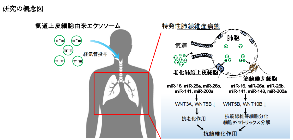 難治性呼吸器疾患の根本原因にアプローチする新たな治療法開発に挑む創薬ベンチャーEVerMed社に早稲田大学ベ...