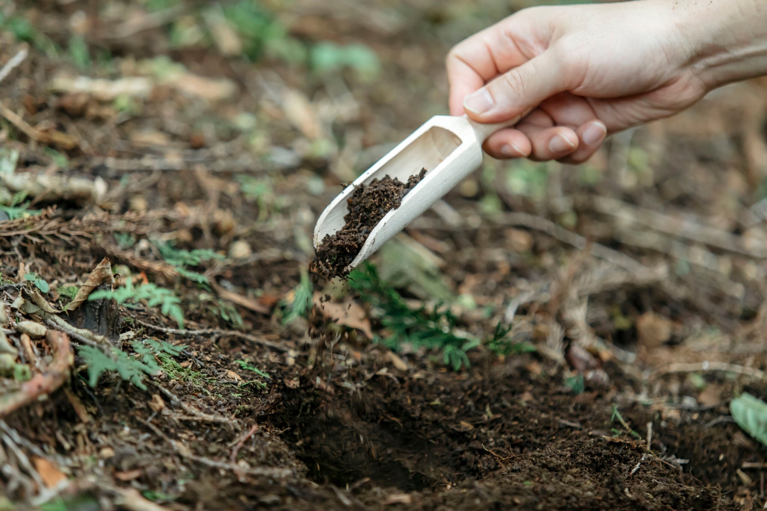 循環葬®︎「RETURN TO NATURE」が森林保全団体「more trees」を通して日本全国の森を育む活動をスタート