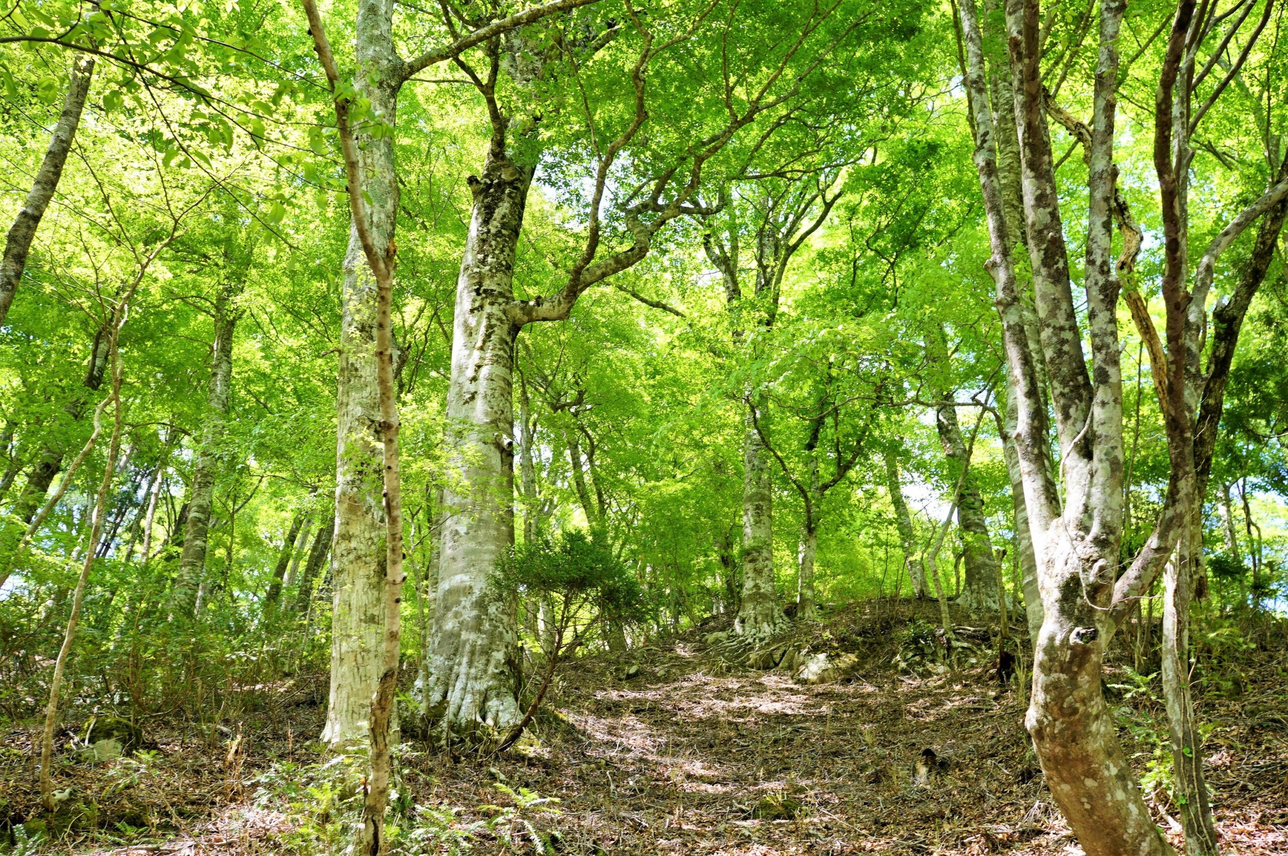 循環葬®︎「RETURN TO NATURE」が森林保全団体「more trees」を通して日本全国の森を育む活動をスタート