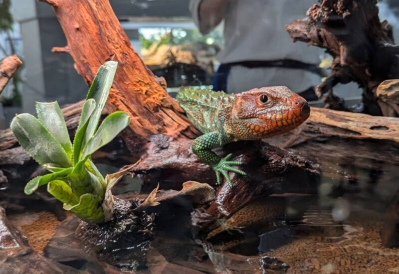 都市型水族館『AOAO SAPPORO』、7種の「トカゲ」が新登場！夏休みの水族館は、赤と緑の“トカゲとあおむし”