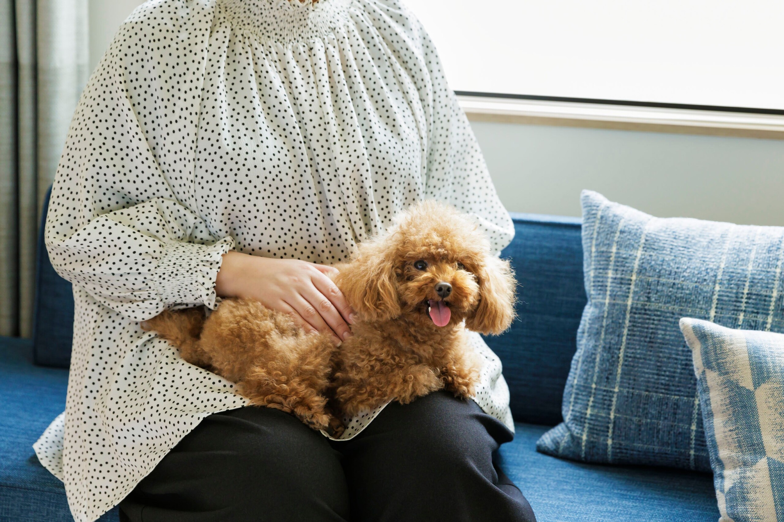 【フェアフィールド・バイ・マリオット 道の駅 プロジェクト】愛⽝と⼀緒に宿泊できる「Dog Friendly Room」...