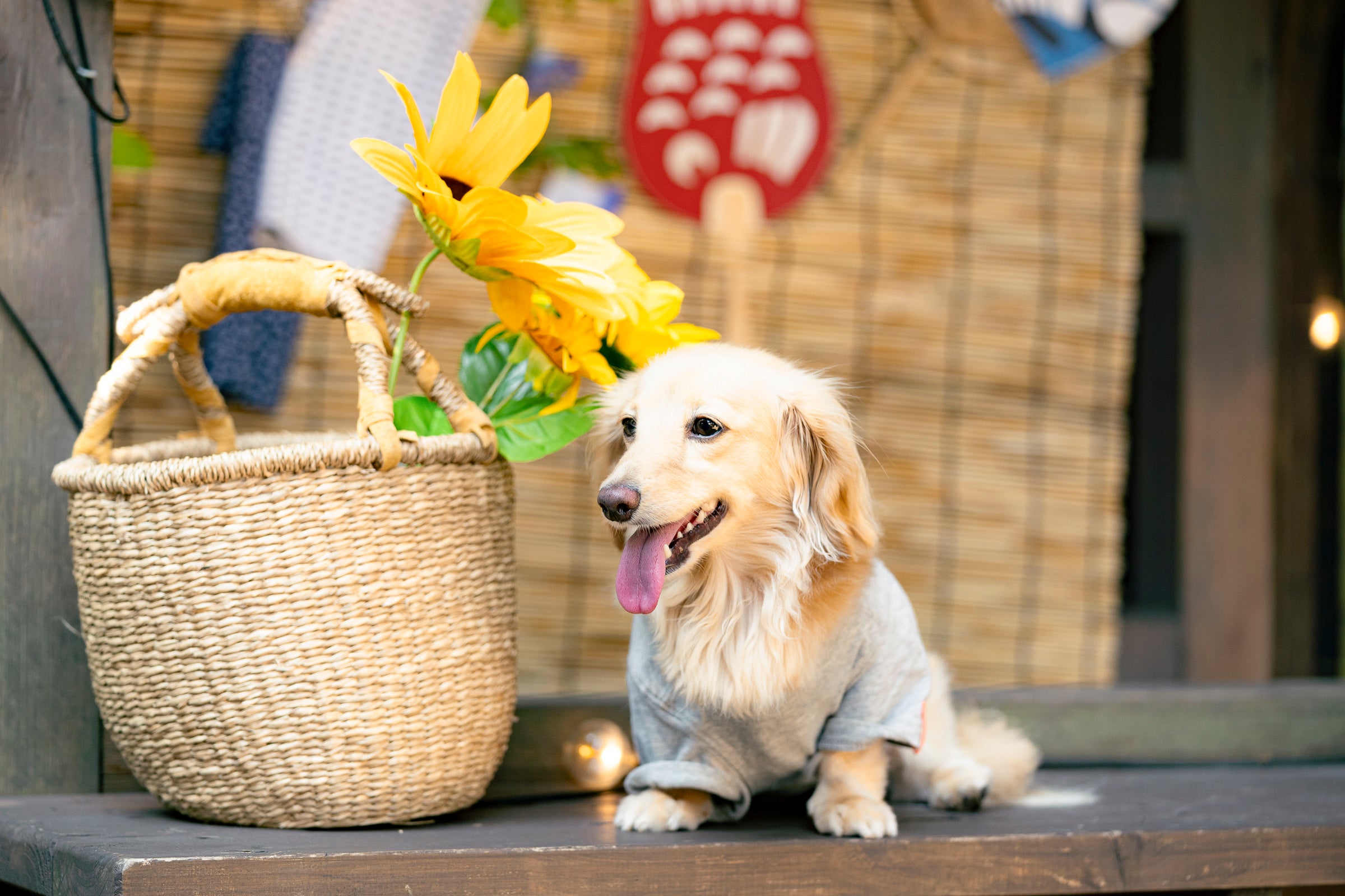 ツリーハウスのあるカフェで日本の夏を愛犬と共に楽しむ「ワンワンコムナ」開催