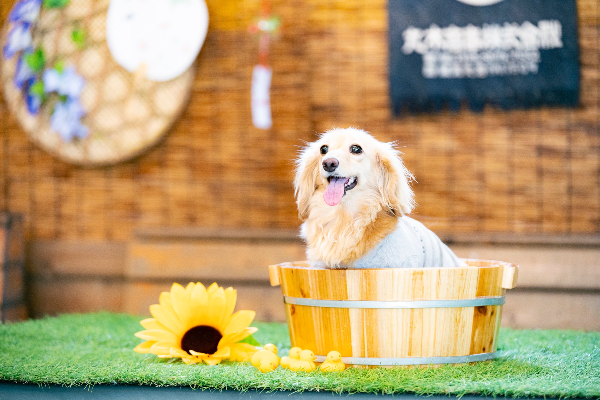 ツリーハウスのあるカフェで日本の夏を愛犬と共に楽しむ「ワンワンコムナ」開催