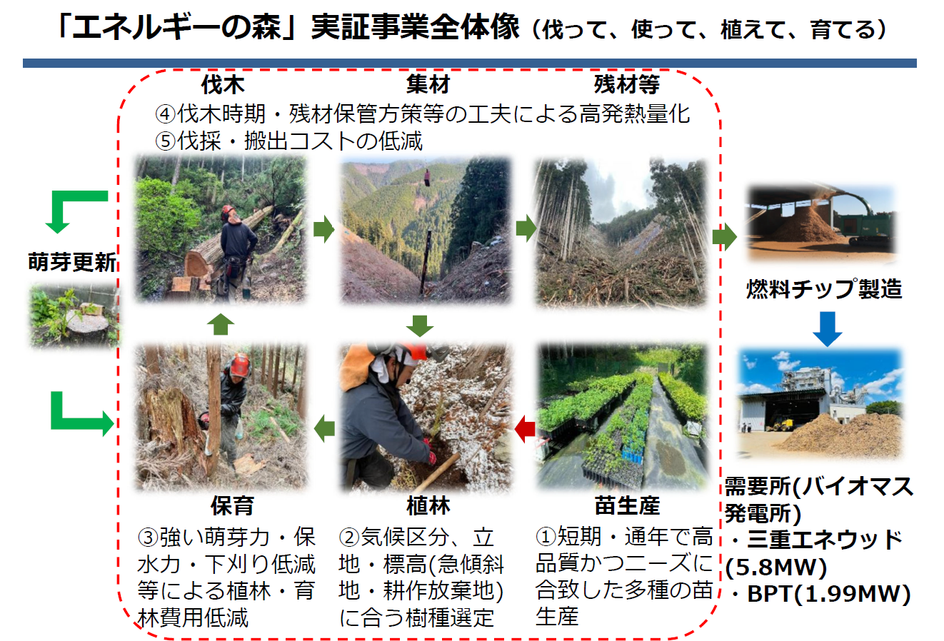 紀伊半島エリア各地でのセンダン・ヤナギ類・ナラ類・カシ類等の育苗～植林～搬出実証本格開始